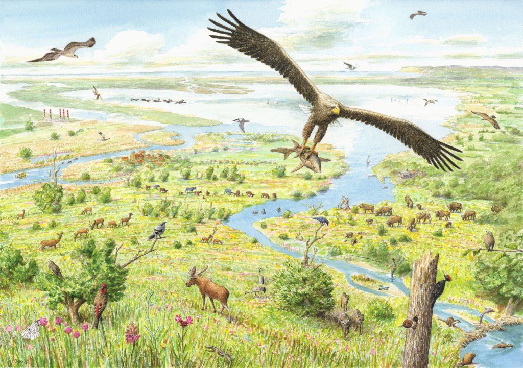 An image for Photo credit: https://rewildingeurope.com/landscapes/oder-delta/