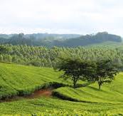 An image for FOMBE INDIGENOUS FOREST AREA